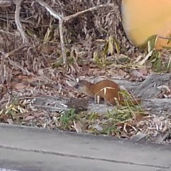 大安トラウトレイク釣果